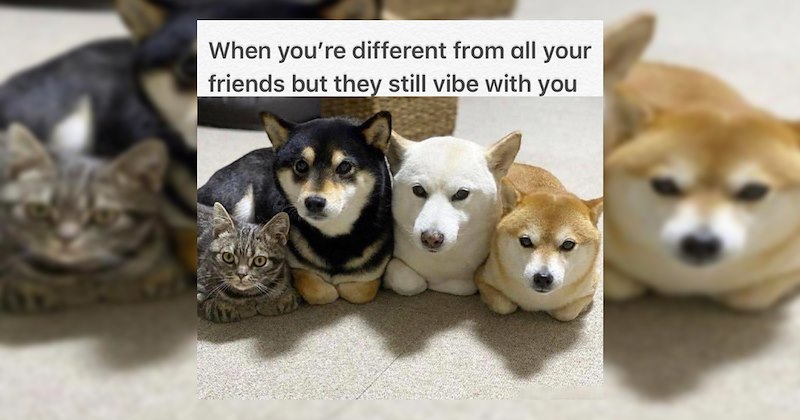 Heartwarmingly Wholesome Memes and Posts 