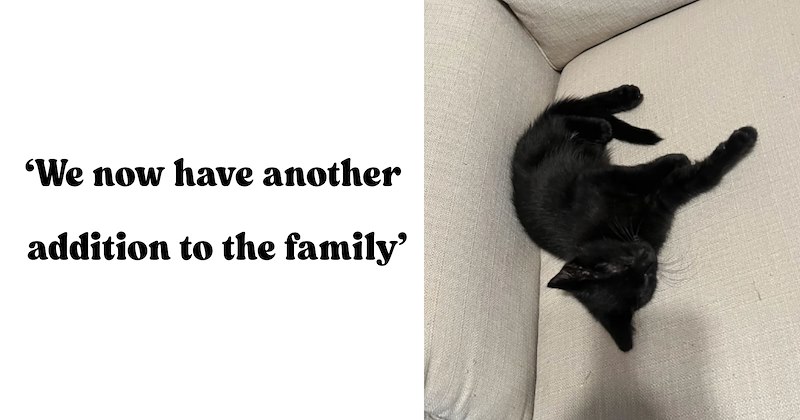 21 pictures of cats and text | thumbnail includes one picture of a cat and one picture of text including '‘We now have another addition to the family’' 