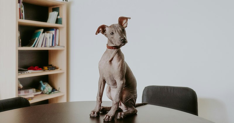 boss antiwork workplace-stories toxic-workplace job bosses work coworkers working toxic-boss workplace bad bosses toxic-work-environment Workplace dogs - 47251717