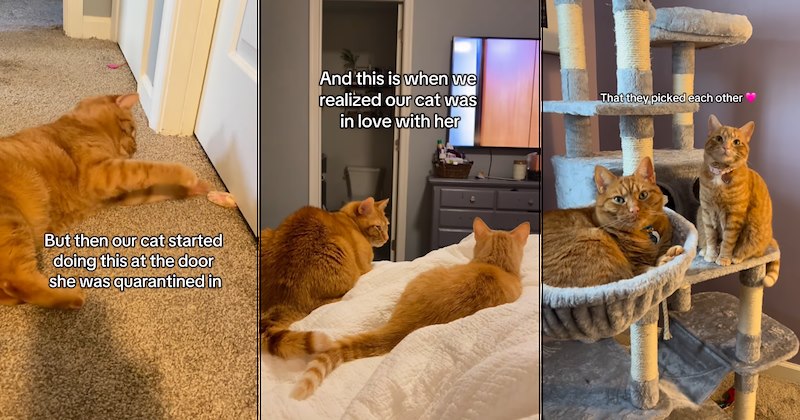 lolcats silly cats wholesome cats adorable cats love cats cute cats funny cats cat photos Cats hilarious cats Cats - 47253765