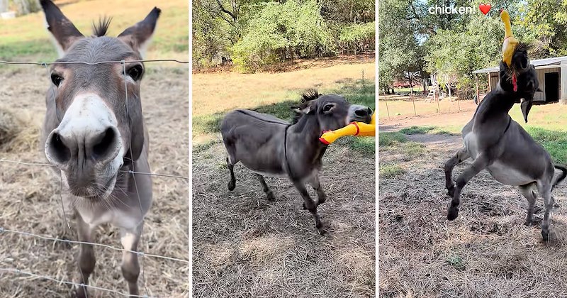 humor wholesome donkey farmers comedy farm life farm farm animals funny animals Funny Animals - 47254789