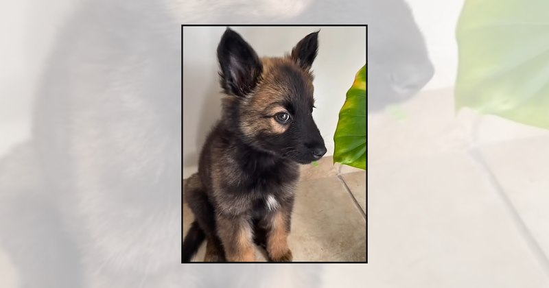 Doggos dog pictures tiny dogs cute baby animals adorable dogs cute puppies wholesome puppies puppy pictures dog lovers - 47255045