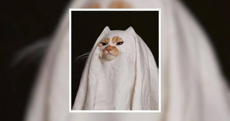 halloween costumes spooky season wholesome cats adorable cats halloween Fluffy funny cats halloween outfits unexpected costumes cat costumes fluffy cats creativity Cats - 47256069
