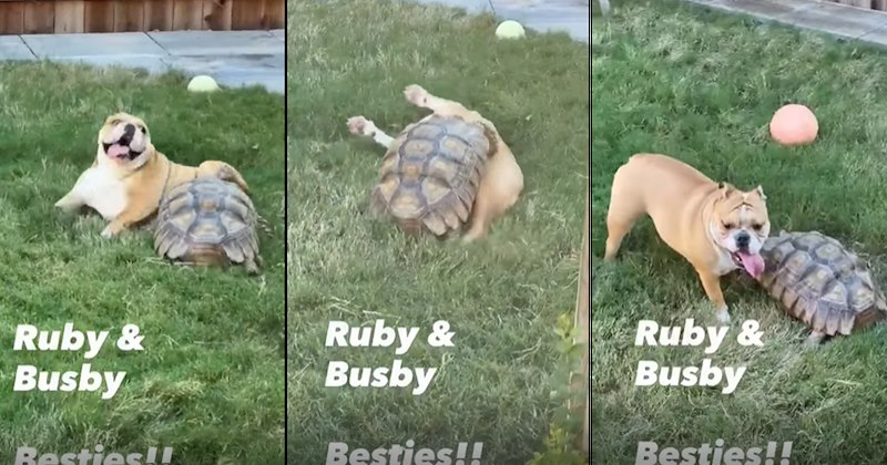 dogs adorable animals cute animals tortoise wholesome animals insanity tortoise acting like animals funny animals animals Animals - 47261701