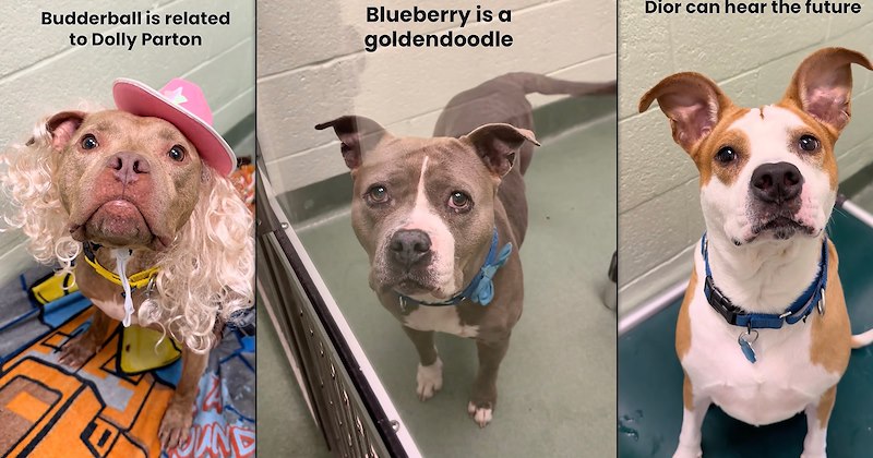 dog shelter humor wholesome dogs charity pet parents fur family rescue animals pets puppies doggo comedy animal shelter funny animals Rescues & Adoption - 47262213