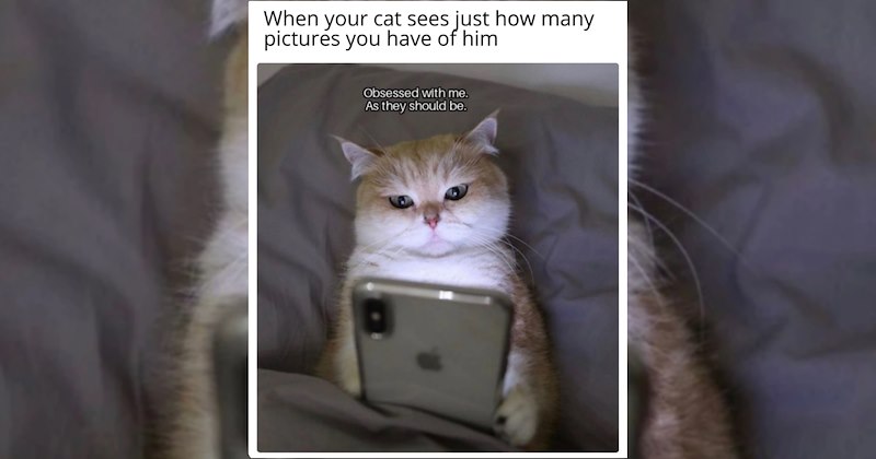 lolcats silly cats wholesome cats adorable cats love cats cute cats funny cats cat photos Cats hilarious cats Cats - 47262725