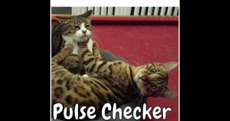 Cheezburger Image 85487361