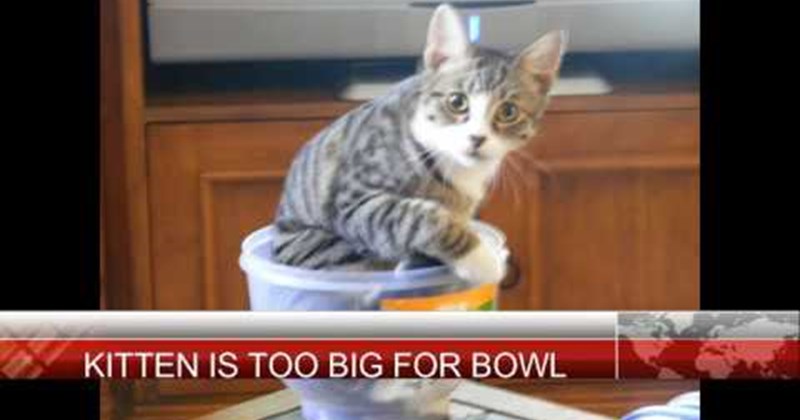 Cheezburger Image 85487873